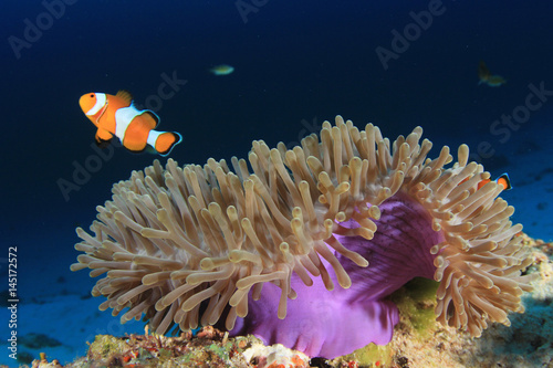 Clownfish (Nemo fish). Clown Anemonefish