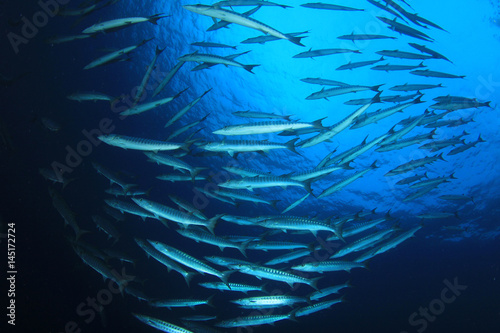 Barracuda fish