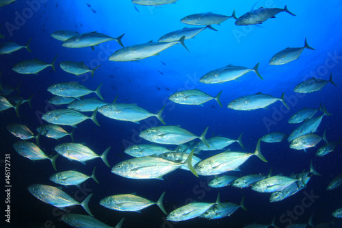 School of Trevally fish. Tuna fish underwater