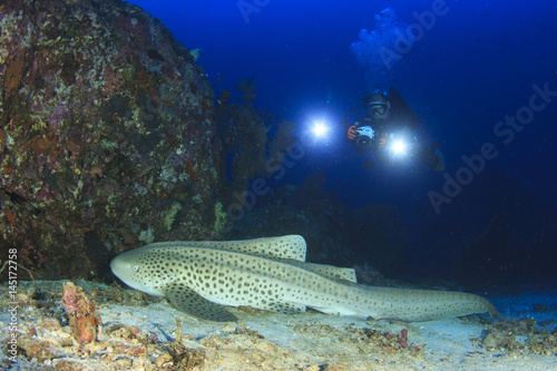 Fototapeta Naklejka Na Ścianę i Meble -  Zebra Shark (Leopard Shark) and scuba diver