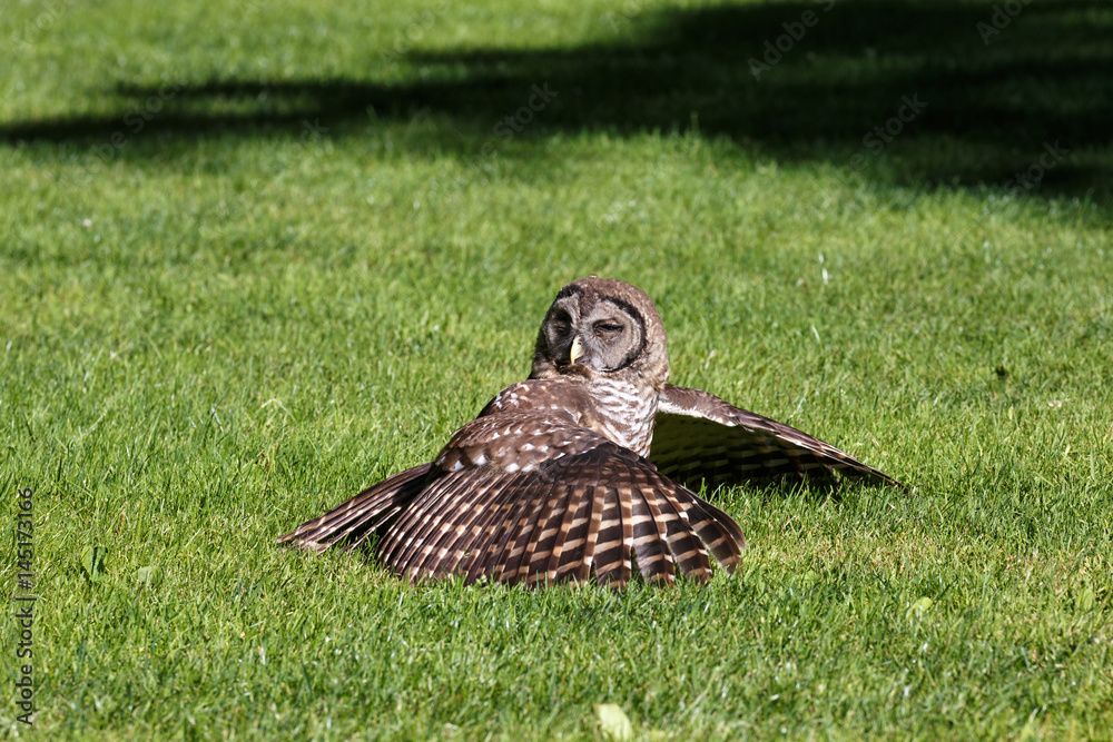 Fototapeta premium Juvenile barred owl