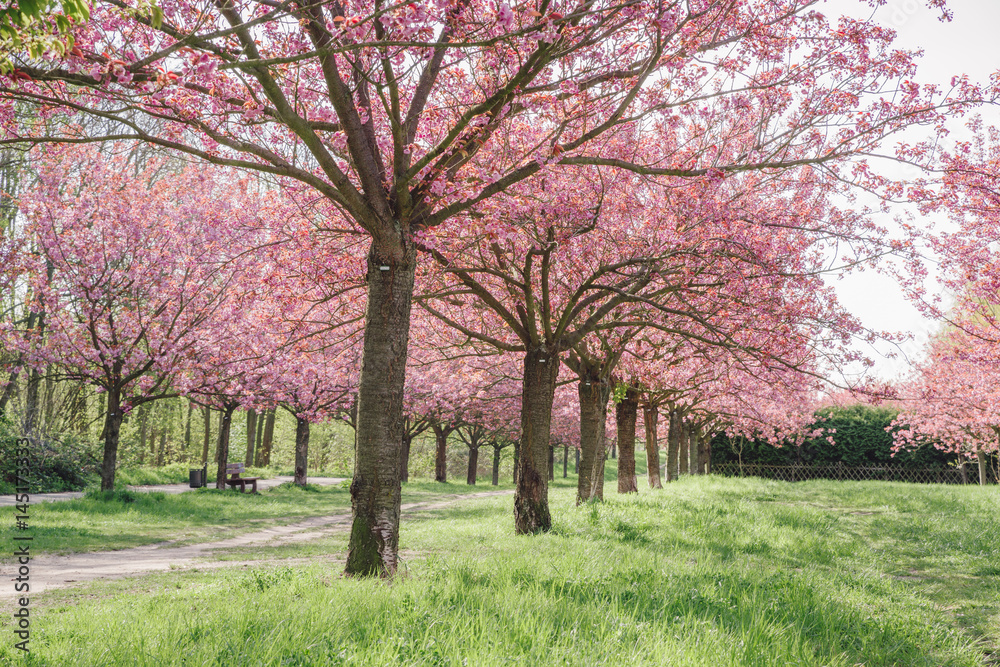 japanese cherry blossoms against blue sky