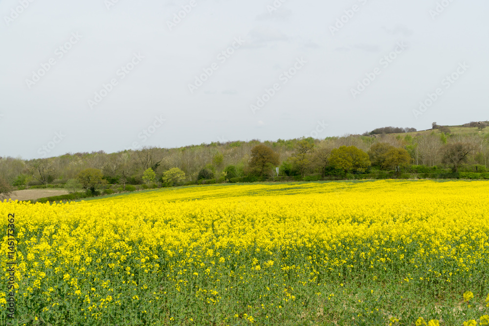 Rapeseed field yellow flowers in springtime