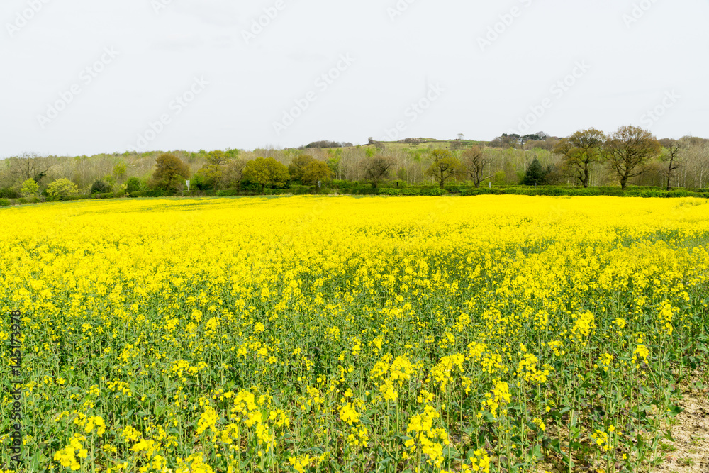 Rapeseed field yellow flowers in springtime Rapeseed field yellow flowers in springtime