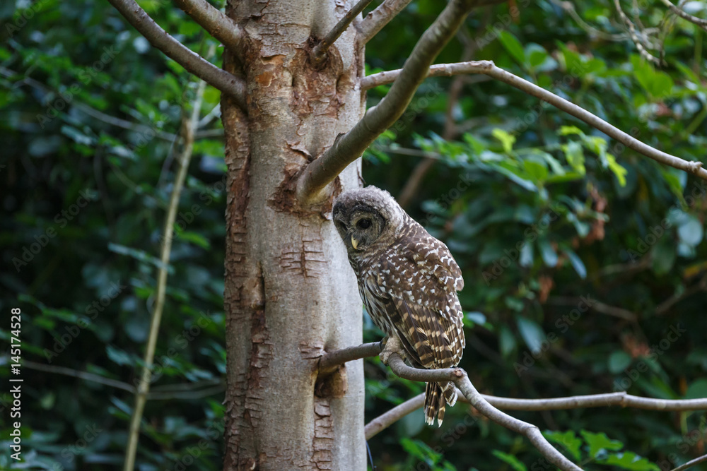 Obraz premium Juvenile barred owl