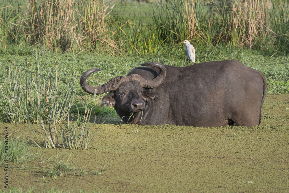 Cape Buffalo Bull and Cattle Egret Cape Buffalo Bull and Cattle Egret