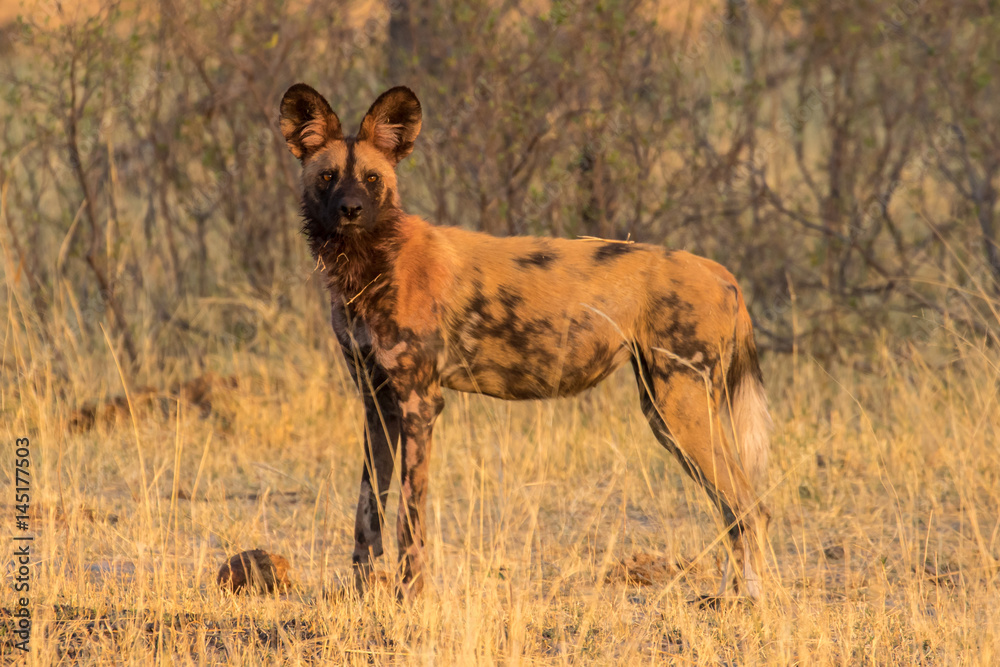 Wild dogs playing after hunting in the morning sun Wild dogs playing after hunting in the morning sun