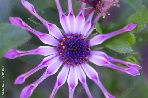 Purple flower