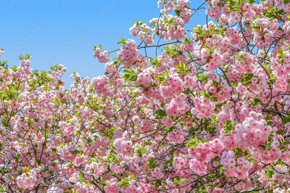 桜の開花イメージ 桜の開花イメージ