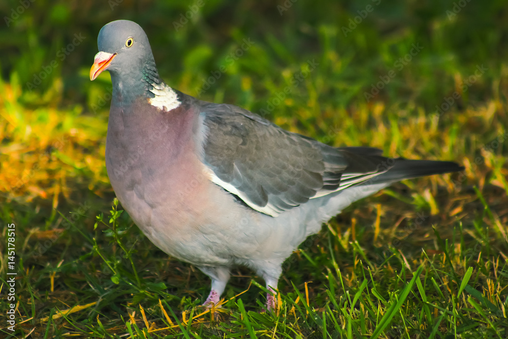 Fototapeta premium wood pigeon in spring grass, wild birds