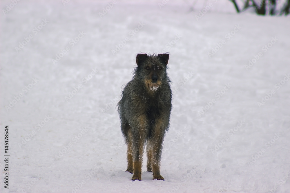 Naklejka premium Lonely homeless dog stay on sidewalk at winter