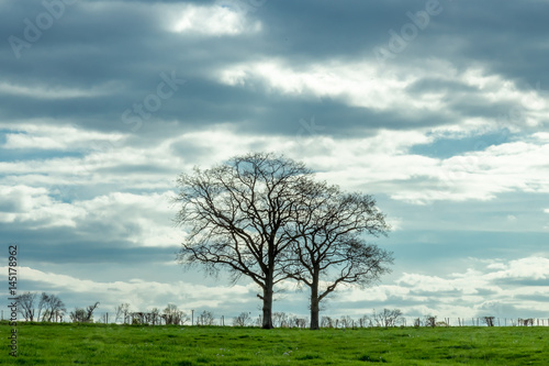 Two dramatic trees isolated on a spring meadow in a farm from Luxembourg. Dark clouds.