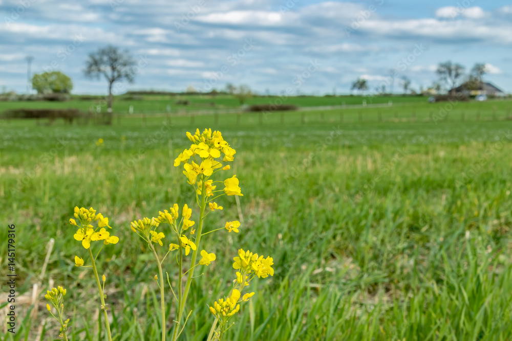 Field flowers on the foreground and meadows, a big tree and clouds on the sky on the background Field flowers on the foreground and meadows, a big tree and clouds on the sky on the background