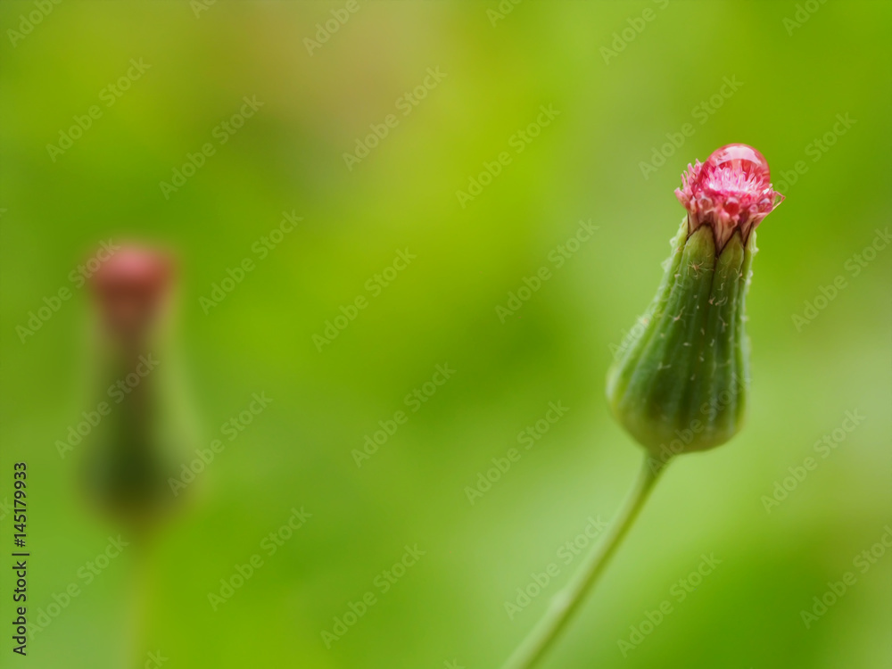 Water drop on flower with blurred green nature background, abstract color Water drop on flower with blurred green nature background, abstract color
