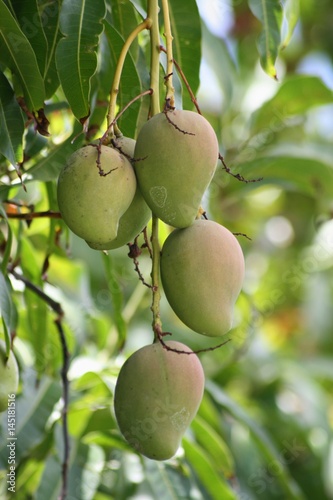 Green mangoes  Green mangoes hanging from the tree but is ready for harvesting