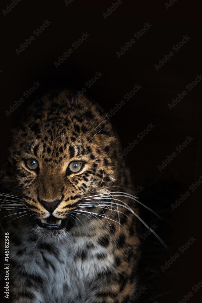 Obraz premium Portrait of the leopard