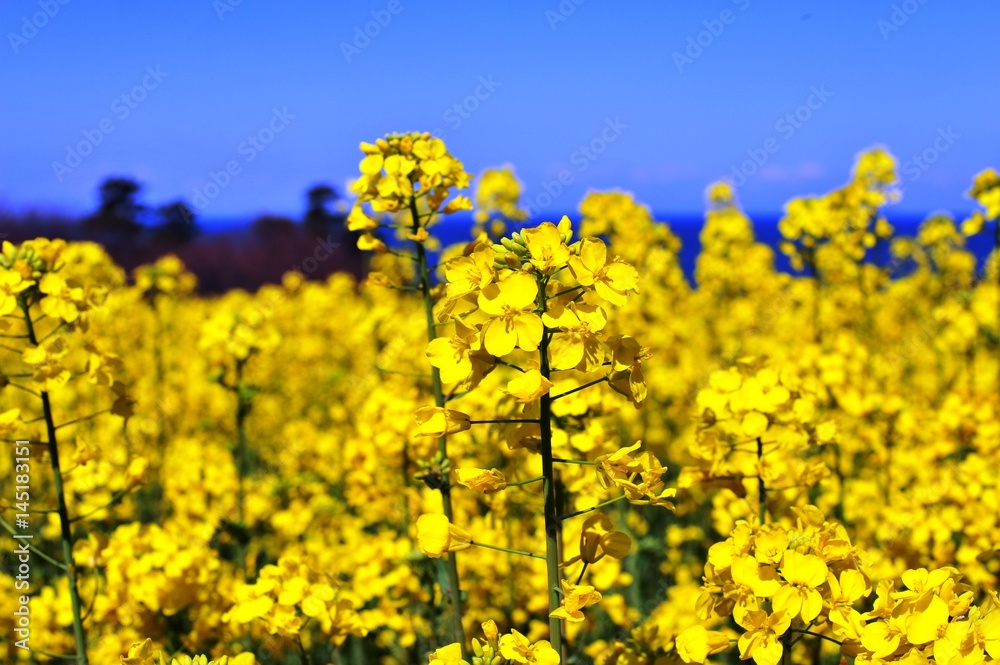長崎鼻の菜の花 長崎鼻の菜の花