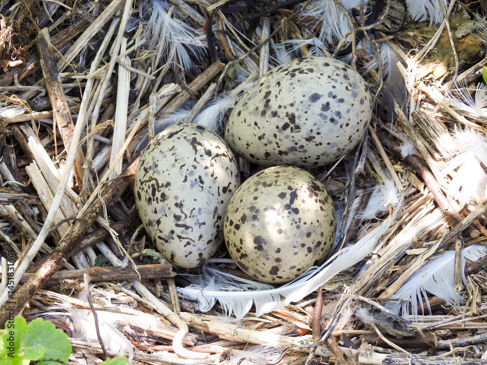 Herring Gull Eggs - Maine Herring Gull Eggs - Maine