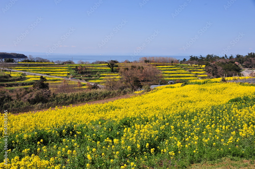 長崎鼻の菜の花 長崎鼻の菜の花