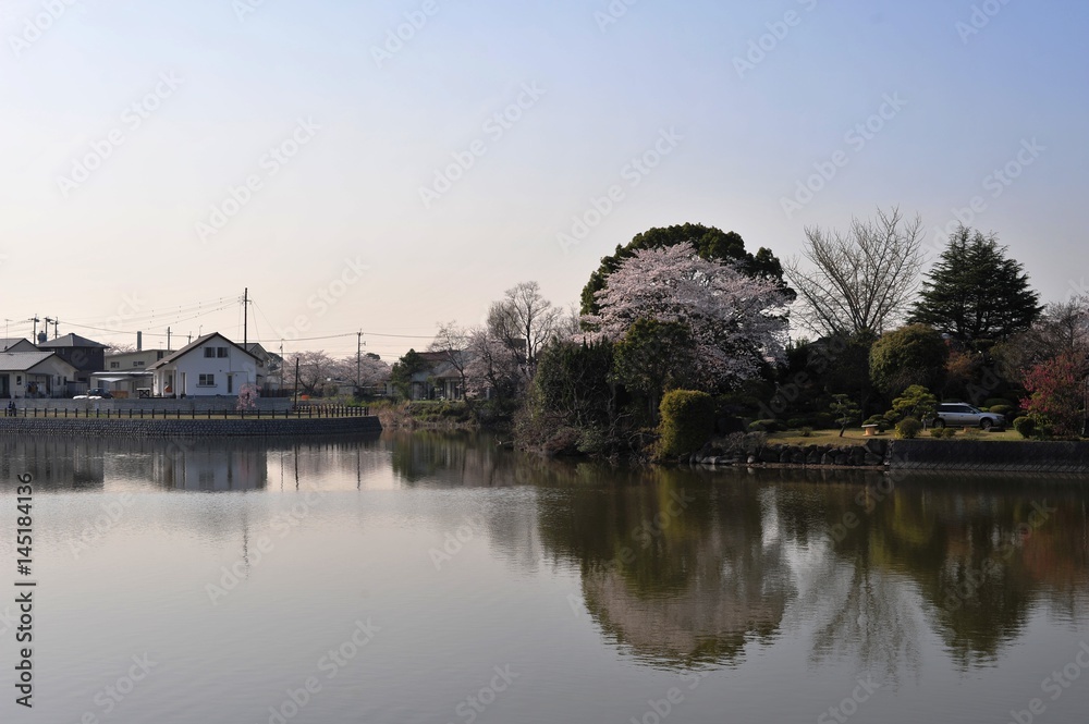 Fototapeta premium 大貞公園の桜