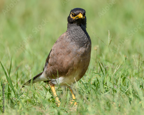 Indian Myna Bird photo