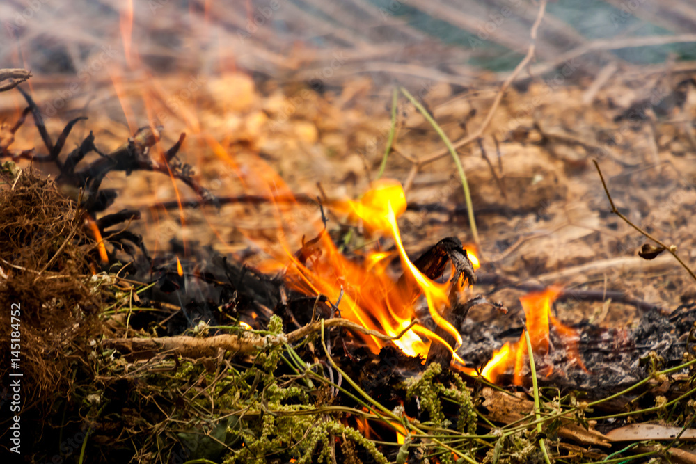 Close up of dry grass and bush cought fire and smoke coming out Close up of dry grass and bush cought fire and smoke coming out