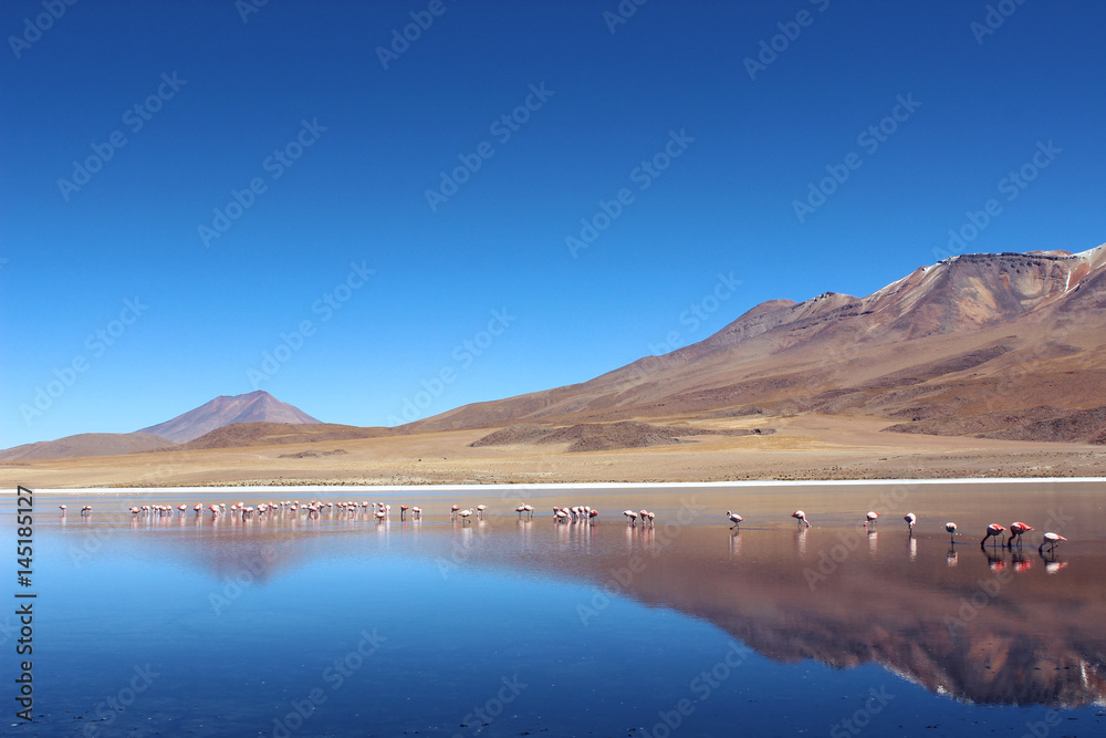 Flamingos em Lago no Deserto do Atacama, Chile. 