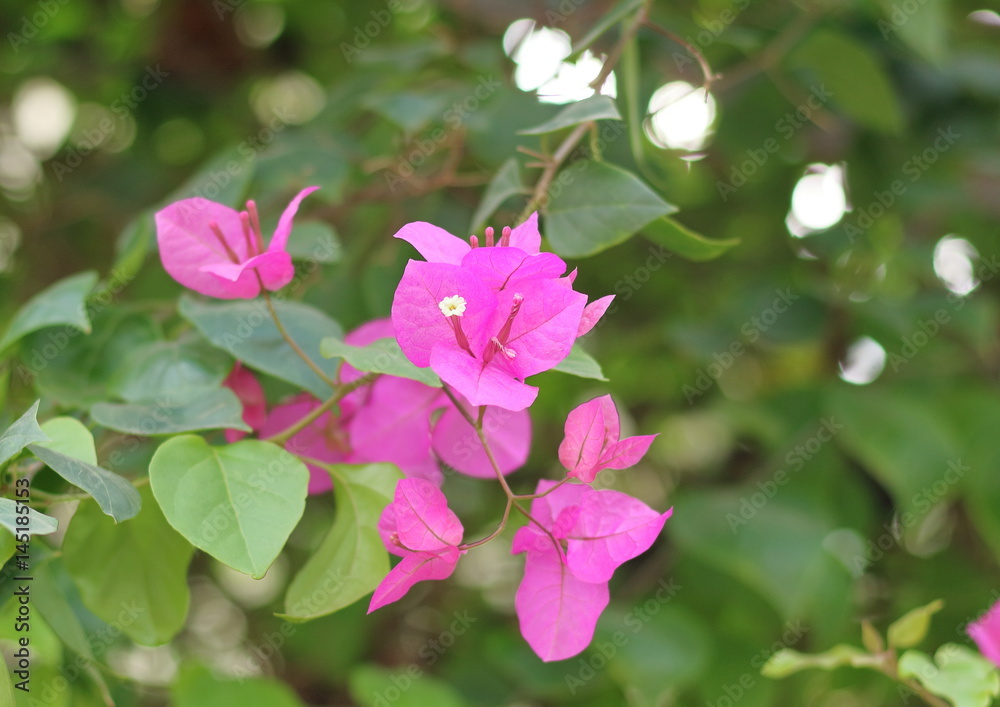 Obraz premium ブーゲンビリア ベトナム