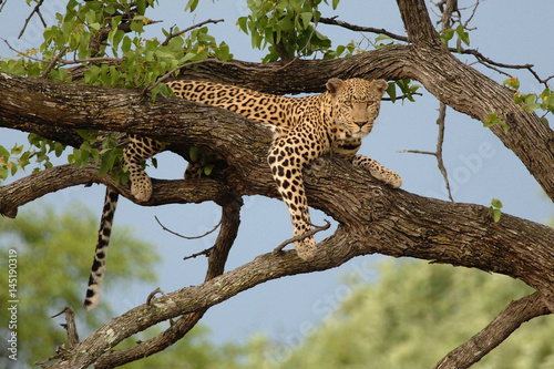 Large male Leopard in a tree