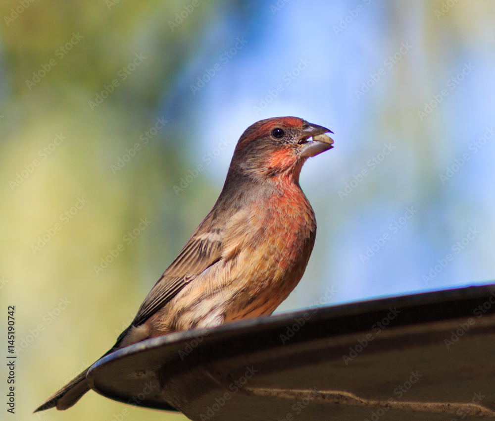 Beautifully colored male house finch at the bird feeder.