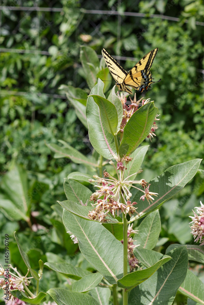 A swallowtail butterfly on a swamp milkweed flower.