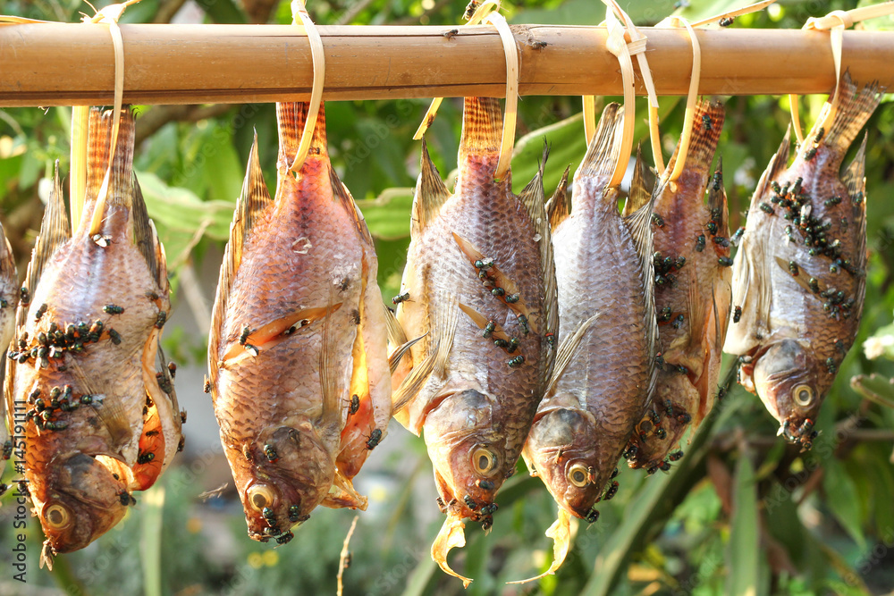 Green fly on dried fish hanging on a branch Green fly on dried fish hanging on a branch
