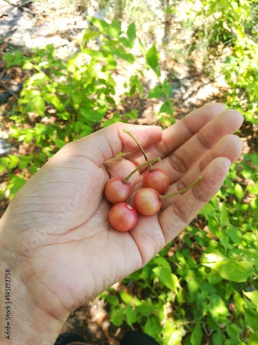 Jamaican cherry in hand