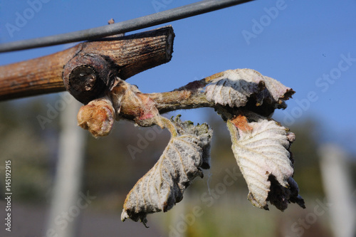 frostschaden - frost damage