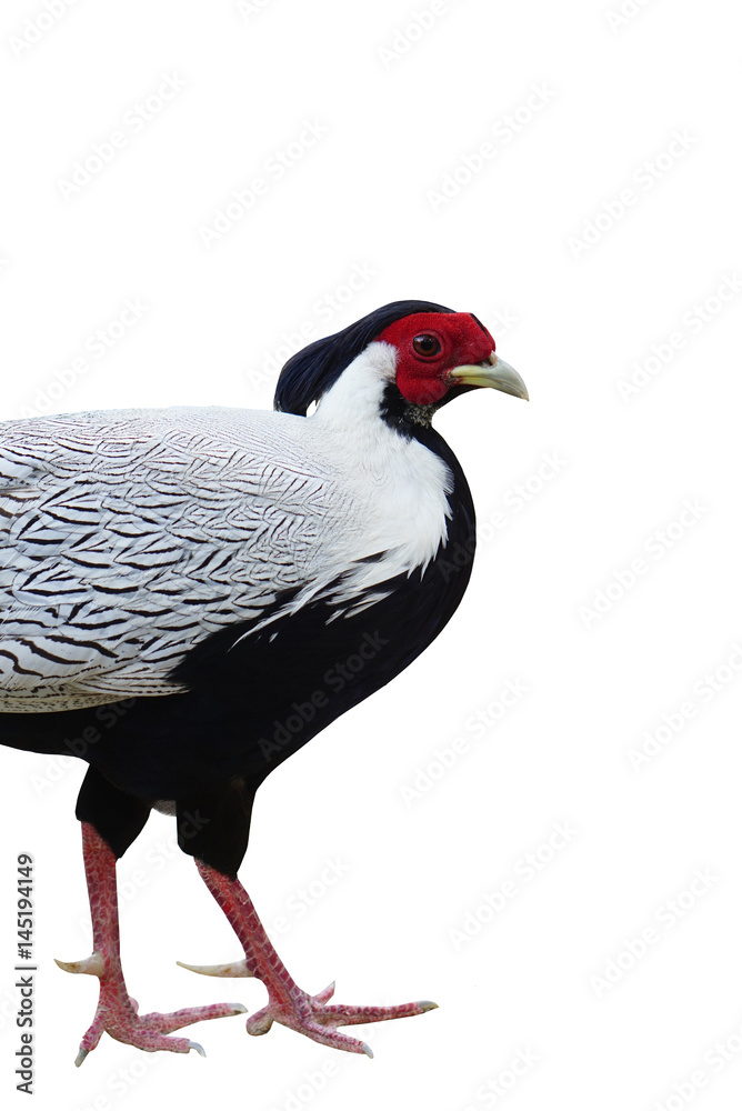 Fototapeta premium Silver pheasant with red marking around the eyes