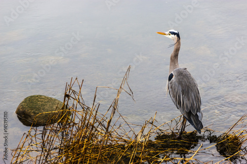 Wading Heron