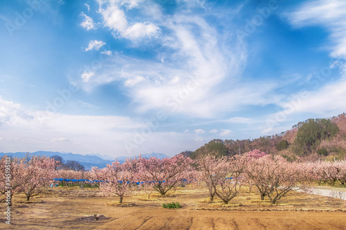 Sakura,Cherry blossom in springtime tree on blue sky , Nagano,Japan.