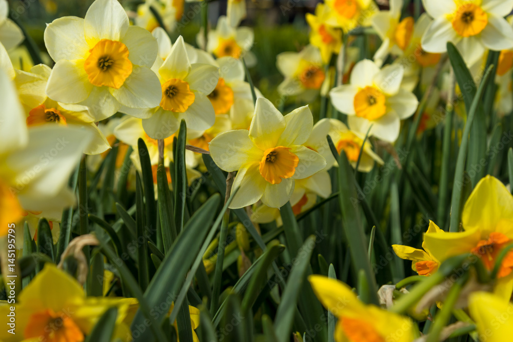 White and yellow european flowers on close into bloom White and yellow european flowers on close into bloom