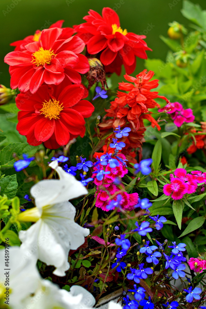 Flowers. red, white, blue purple