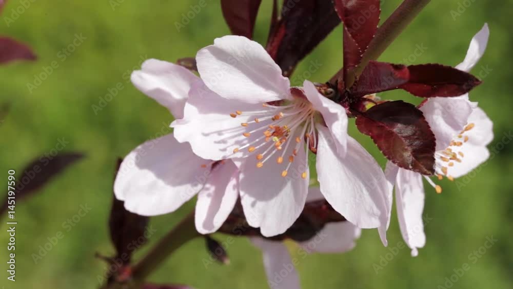 Brunch of cherry tree blossoms against the blured background, spring day. Fresh spring background Brunch of cherry tree blossoms against the blured background, spring day. Fresh spring background