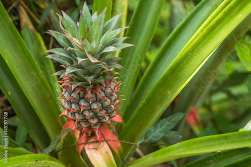 Wallpaper Mural Pineapple growing on the farm, Space Plantation, India Torontodigital.ca