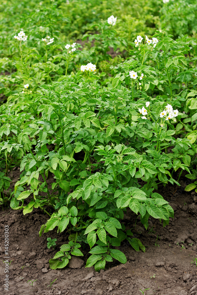 The garden planted with potatoes. The garden planted with potatoes.