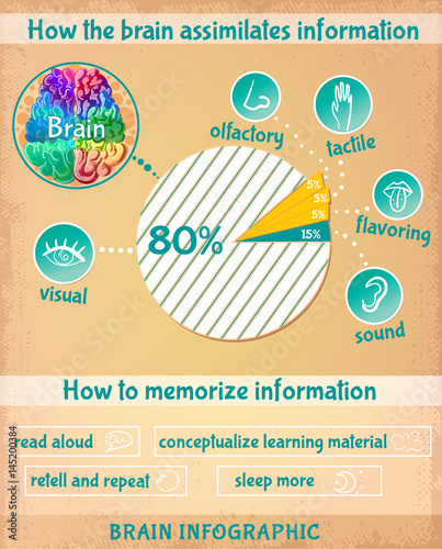 Cartoon Human Brain Infographics