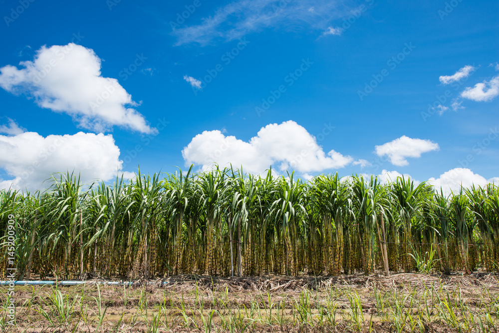 Sugarcane field in blue sky and white cloud