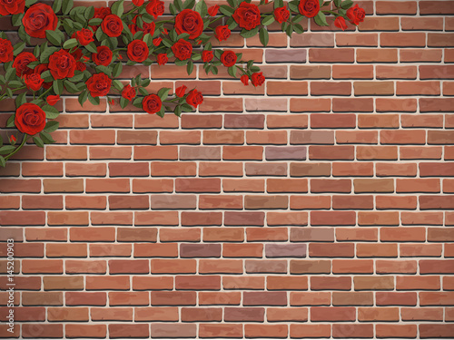 Bush climbing rose on a brick wall background. Scarlet flowers hang in the corner.