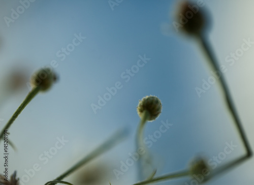 Green grass soft focus macro photo. © HolyLazyCrazy