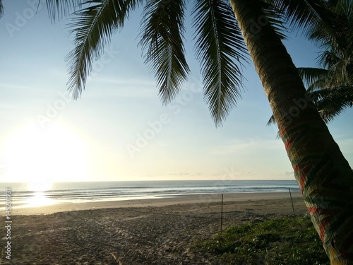 Coconut tree in the Gulf of Thailand.