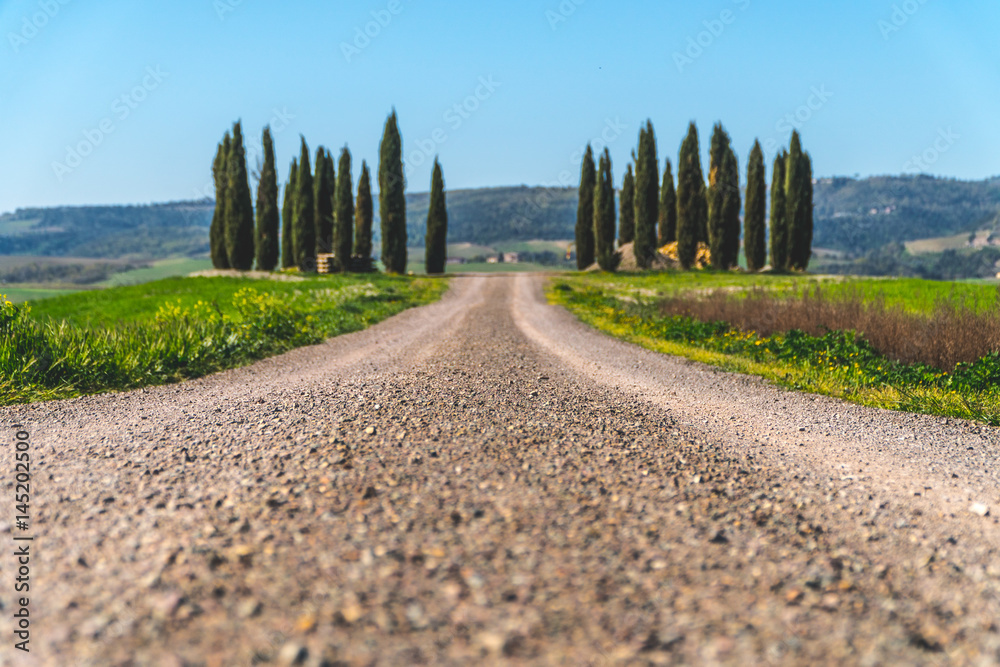 Fototapeta premium Famous cypresses in tuscany road