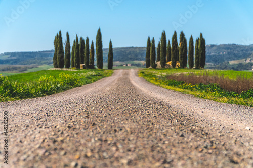 Famous cypresses in tuscany road