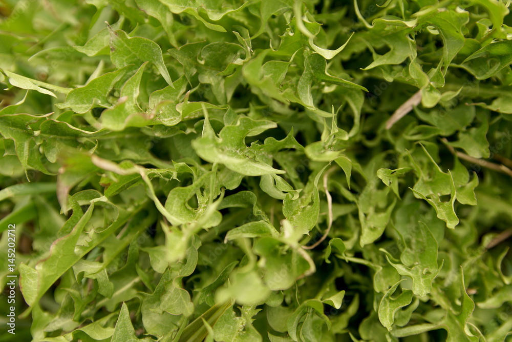 dandelion green leaves in spring, macro dandelion green leaves in spring, macro